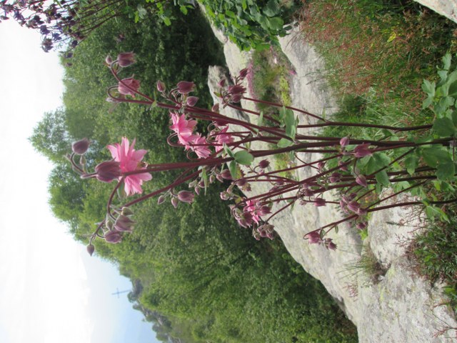 Aquilegia sp. (cultivar)